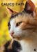 CalendarsRUs Calico Katten A3 Kalender 2027 Wandkalender Dieren