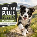 Border Collie Puppies Calendar 2027: Little Explorers with Brilliant Minds