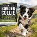 Border Collie Puppies Calendar 2027: Little Explorers with Brilliant Minds
