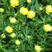 Arborix Trollius 6 x Trollius 'Lemon Queen' - Kogelbloem Pot 9x9 cm - Zachtgele Bloemen