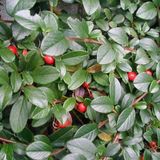 Arborix Cotoneaster Dammeri Dwergmispel 6 x Pot 9x9cm