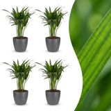 Green boutiQ Areca Lutescens Goudpalm - 4 Planten - Pot 12cm - Hoogte 45cm