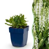 Plantenboetiek.nl Salvia nem. Schneehügel - Salie - Bijen en Vlinderlokkers - Wit - 6 Planten - Ø11cm - 15-25cm hoog - Tuinplant