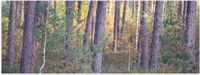 Merkloos / Sans marque Poster - Bomen in een Bos in Nederland - 120x40 cm - Glanzend