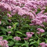 Arborix Eupatorium 6 x Eupatorium Maculatum 'Atropurpureum' - Koninginnekruid pot 9x9cm