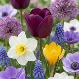 Green boutiQ - 250x Bulb Garden Mix - Bollentuinmix - Diversen - Zomerbloeier - Bolmaat 10/12