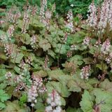 Tiarella 6 x Tiarella Wherryi - Muts persan pot 9x9cm