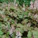 Tiarella 6 x Tiarella Wherryi - Muts persan pot 9x9cm