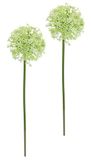 Kunstbloem Allium sierui bolbloem tak enkele bloem steelbloem bloemisterij kunstbloemen bijwerk voor kunstbloemen boeketten en boeketten bloemstukken decoratieve bloemen bloemenluik, groen