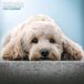Magnet & Steel Cockapoo Kalender 2027 Wandkalender