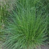 Arborix 6 x Deschampsia Cespitosa - Smele pot 9x9cm - Gracieus Goudgeel Siergras