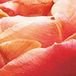 Jub - Tulipa Copper Image