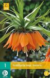 Jub Holland Fritillaria Aurora 20/24 - 1 zakje