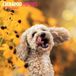Magnet & Steel Cockapoo Puppies Kalender 2027 Wandkalender