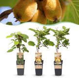Plantenboetiek.nl Actinidia Weiki & Golden Kiwi Kiwiplant
