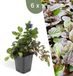 Plants by Frank | 6 Kruipend zenegroen planten | Ajuga reptans | bodembedekkers Winterhard | Winterharde planten voor de tuin | Winterharde vaste planten | Winterharde tuinplanten