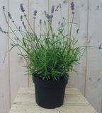 Warentuin Natuurlijk Lavendel gewone Lavandula GROOT