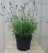 Warentuin Natuurlijk Lavendel gewone Lavandula GROOT