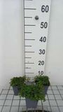 GRDplanten Groendecor Tuinarchitectuur 6x Witte munt - Mentha requienii | 9x9 cm pot