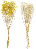 DKD Home Decor Decoratieve plant Beige Geel (2 Stuks) (20 x 20 x 70 cm)