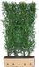 Merkloos Ligustrum ovalifolium 200 cm