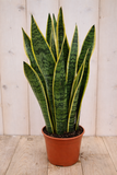 Warentuin Natuurlijk Vrouwentong Sansevieria geelbont 50 cm kamerplant