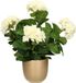 Mica Decorations Hortensia plante artificielle/fleurs artificielles 45 cm - blanc - en pot or brillant - Plante d'intérieur artificielle