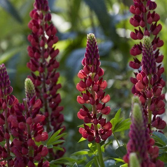Griffioen Lupine (Lupinus) 'My Castle'