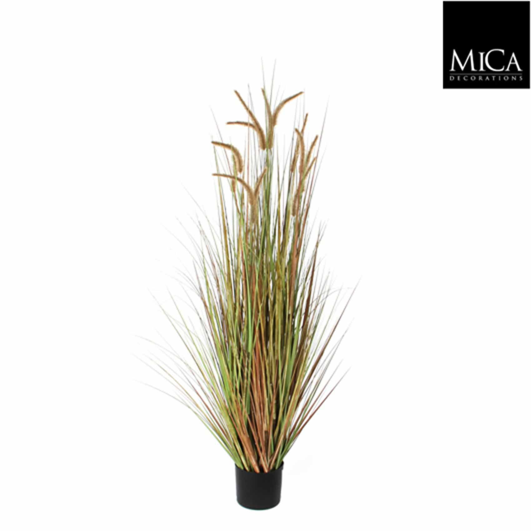 Mica pluimgras dogtail 120 cm in plastic pot