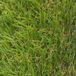 Comercial Candela Gazon Synthétique 2x10m 30mm Lisse Duveteux Jardin Extérieur Type Quatre-tons