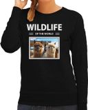 Bellatio Decorations Shoppartners Bv Dieren foto sweater Alpaca - zwart - dames - wildlife of the world - cadeau trui Alpaca's liefhebber XS