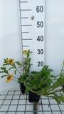 GRDplanten Groendecor Tuinarchitectuur 6x Zonnekruid - Helenium aut. 'Pumilum Magnificum' | 9x9 cm pot