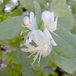 Arborix Lonicera Fragrantissima - Winterkamperfoelie 40-50 cm pot