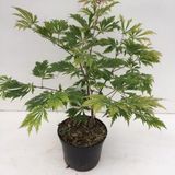 Plantenwinkel.nl Japanse esdoorn Acer Japonicum "Aconitifolium" heester - 30-40 cm - 1 stuks