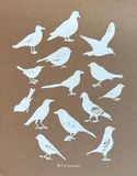 Carnet Zoé de Las Cases Carnet A4 Oiseaux