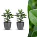 Green boutiQ Clusia Princess - Clusia - 2 Planten - met Potter Grijs - Pot 12cm - Hoogte - 40cm