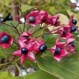 Arborix Clerodendrum Trichotomum - Kransenboom;Pindakaasstruik 40-50 cm pot