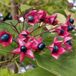 Arborix Clerodendrum Trichotomum - Kransenboom;Pindakaasstruik 40-50 cm pot