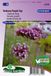 Sluis Garden Verbena Purple Top (IJzerhard)