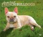 For the Love of French Bulldogs 2027 Monthly Deluxe Wall Calendar