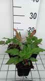 Groendecor Tuinarchitectuur 6x Duizenknoop - Persicaria ampl. 'Blackfield' | 9x9 cm pot
