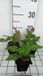 GRDplanten Groendecor Tuinarchitectuur 6x Duizenknoop - Persicaria ampl. 'Blackfield' | 9x9 cm pot