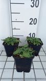 GRDplanten Ezelsoor 6x Stachys off. 'Ukkie' | 9x9 cm pot