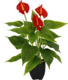 Kunstmatige Icecat Kunstmatige Anthurium plant in pot met rode bloemen