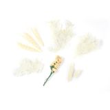 Homéa Assortiment natuurlijke gedroogde bloemen, 30 g, wit