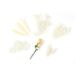 Homéa Assortiment natuurlijke gedroogde bloemen, 30 g, wit