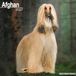 Avonside Publishing Afghan 2027 Calendar | Square Wall Calendar | Dog Breed Gift | Plastic Free Packaging