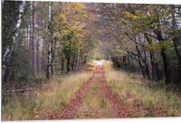 Merkloos / Sans marque Dibond - Bospad in een Bos in Nederland - 105x70 cm Foto op Aluminium - Wanddecoratie - Landelijk