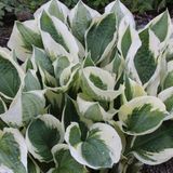 Arborix Bol 6 x Hosta 'Patriot' - Hartlelie pot 9x9 cm