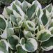 Arborix Bol 6 x Hosta 'Patriot' - Hartlelie pot 9x9 cm